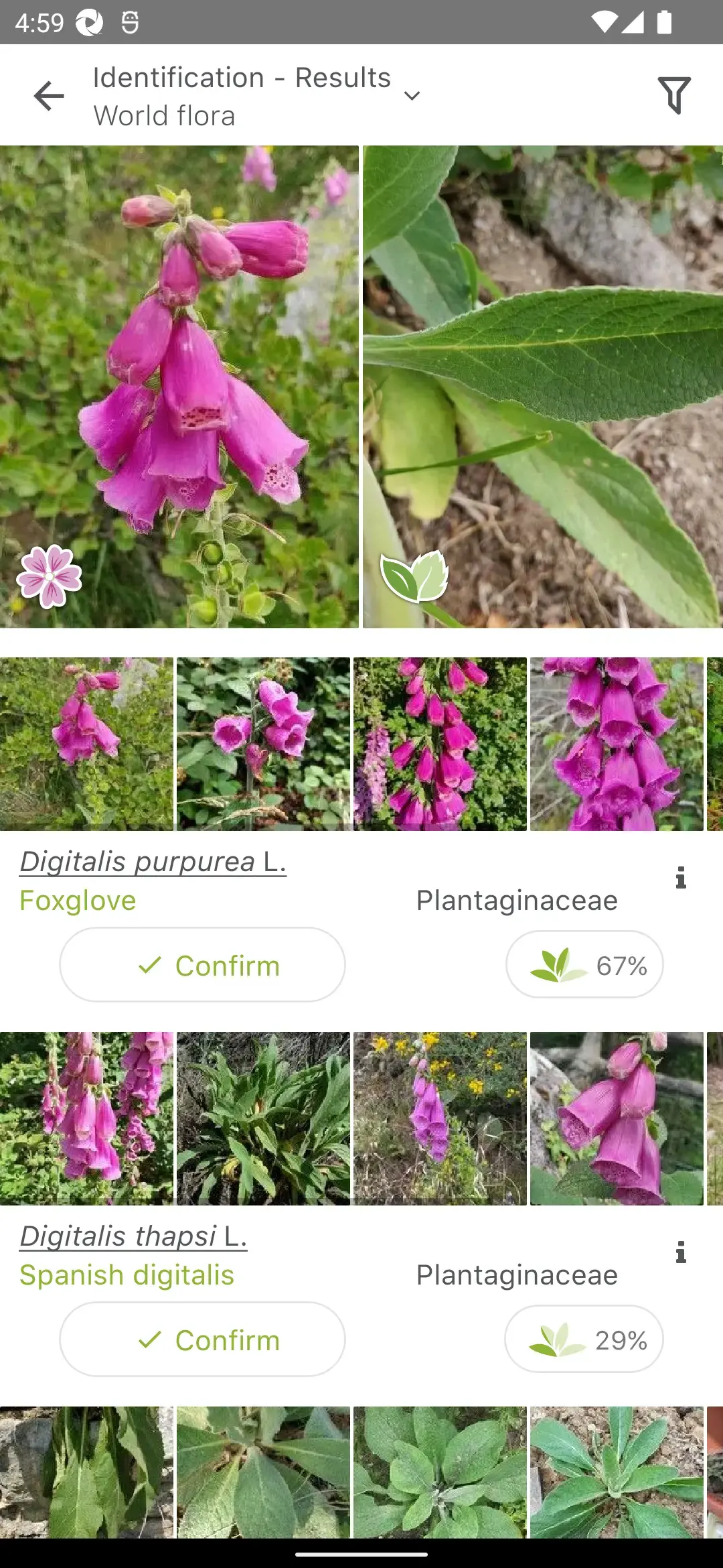 Die Ergebnisliste von PlantNet führt Digitalis purpurea, den Roten Fingerhut, mit 67 Prozent über Digitalis thapsi, dem Spanischen Fingerhut, mit 29 Prozent, jeweils mit Vergleichsfotos