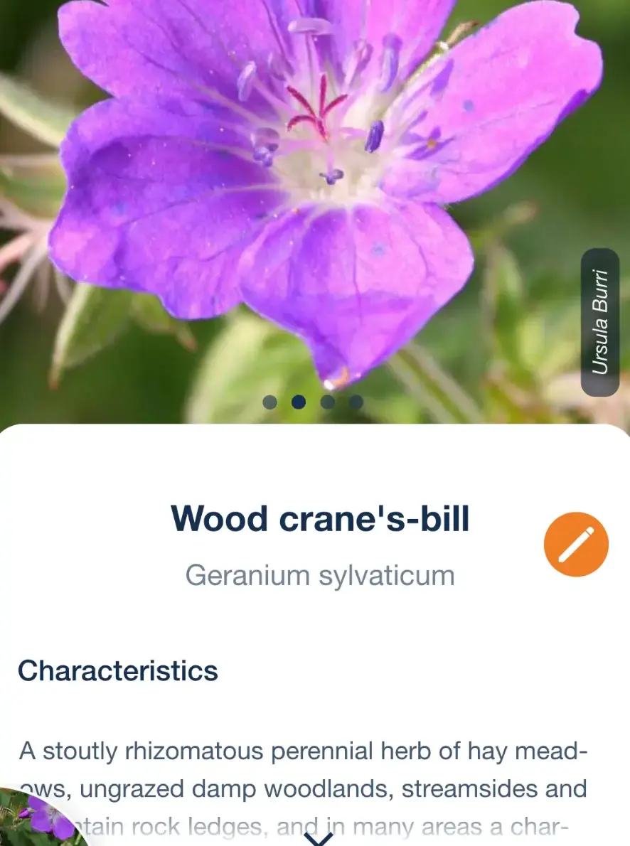 Ein Artenporträt von Flora Incognita zum Wald-Storchschnabel, Geranium sylvaticum, das unter dem Foto mit einem Abschnitt zu den Merkmalen beginnt