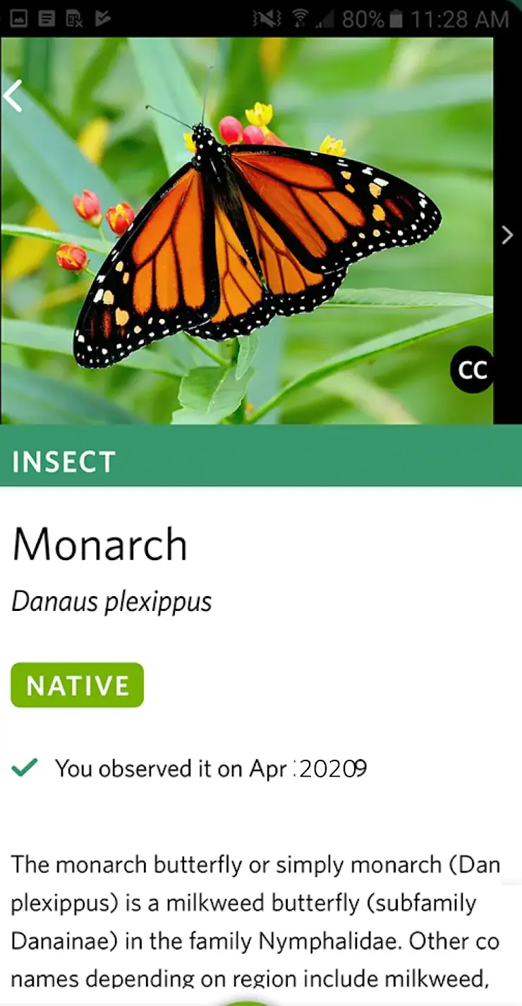 Eine Artenkarte in Seek zum Monarchfalter, Danaus plexippus, mit der Kennzeichnung NATIVE über einer Beschreibung, die ihn der Familie der Edelfalter zuordnet