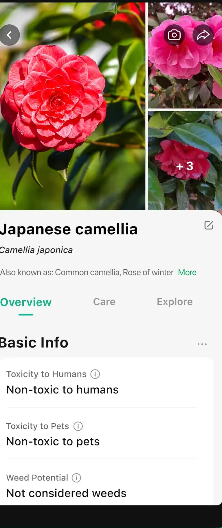 Ein Ergebnis von PictureThis zur Japanischen Kamelie mit Zeilen, die sie als ungiftig für Menschen, ungiftig für Haustiere und nicht als Unkraut einstufen