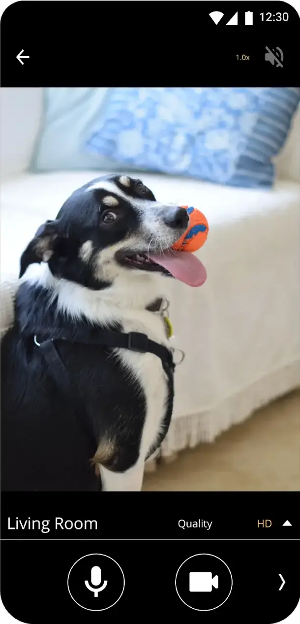 Der Betrachterbildschirm von AlfredCamera überträgt live einen Hund, der aufrecht auf einem Wohnzimmersofa sitzt und einen orangefarbenen Ball im Maul hält, beschriftet mit Living Room und HD, mit Stummschaltung und Zoom in der Kopfzeile sowie Mikrofon- und Aufnahmeschaltflächen darunter